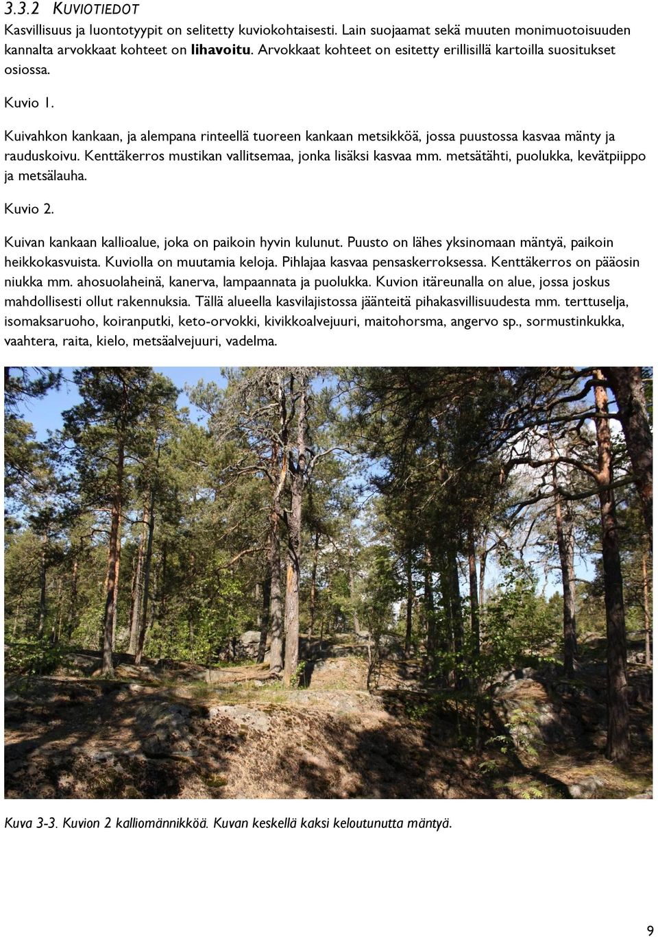 Kenttäkerros mustikan vallitsemaa, jonka lisäksi kasvaa mm. metsätähti, puolukka, kevätpiippo ja metsälauha. Kuvio 2. Kuivan kankaan kallioalue, joka on paikoin hyvin kulunut.