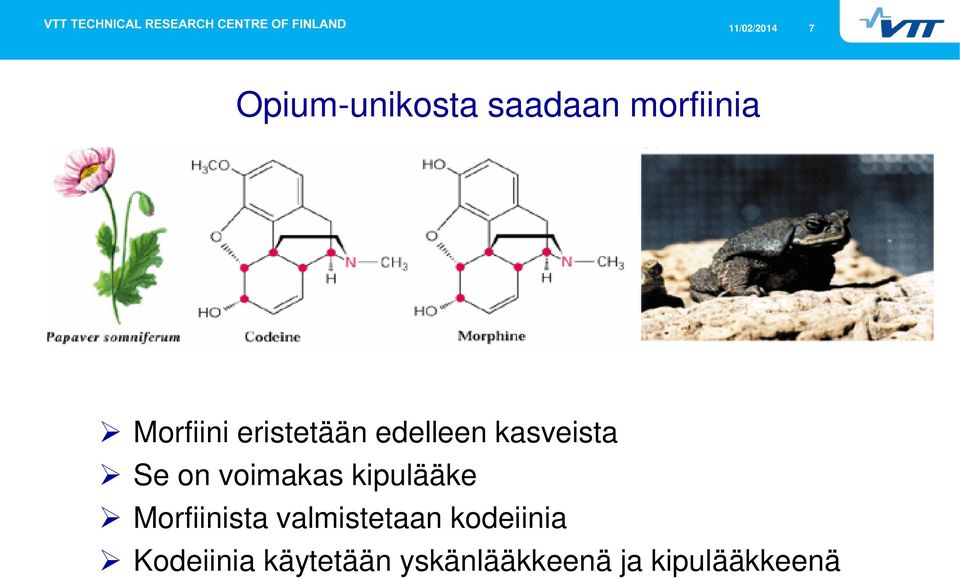 voimakas kipulääke Morfiinista valmistetaan