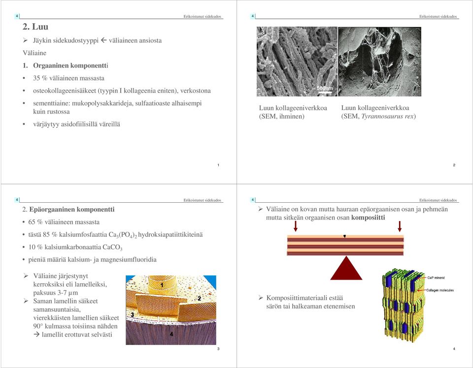 asidofiilisillä väreillä Luun kollageeniverkkoa (SEM, ihminen) Luun kollageeniverkkoa (SEM, Tyrannosaurus rex) 1 2 2.