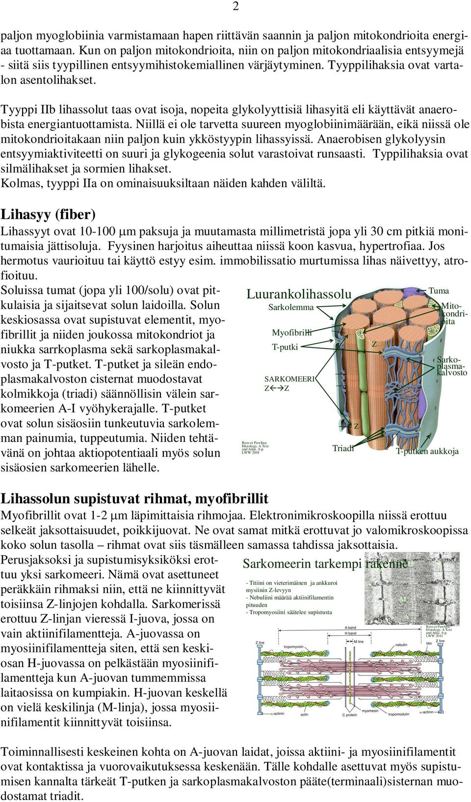 Tyyppi IIb lihassolut taas ovat isoja, nopeita glykolyyttisiä lihasyitä eli käyttävät anaerobista energiantuottamista.