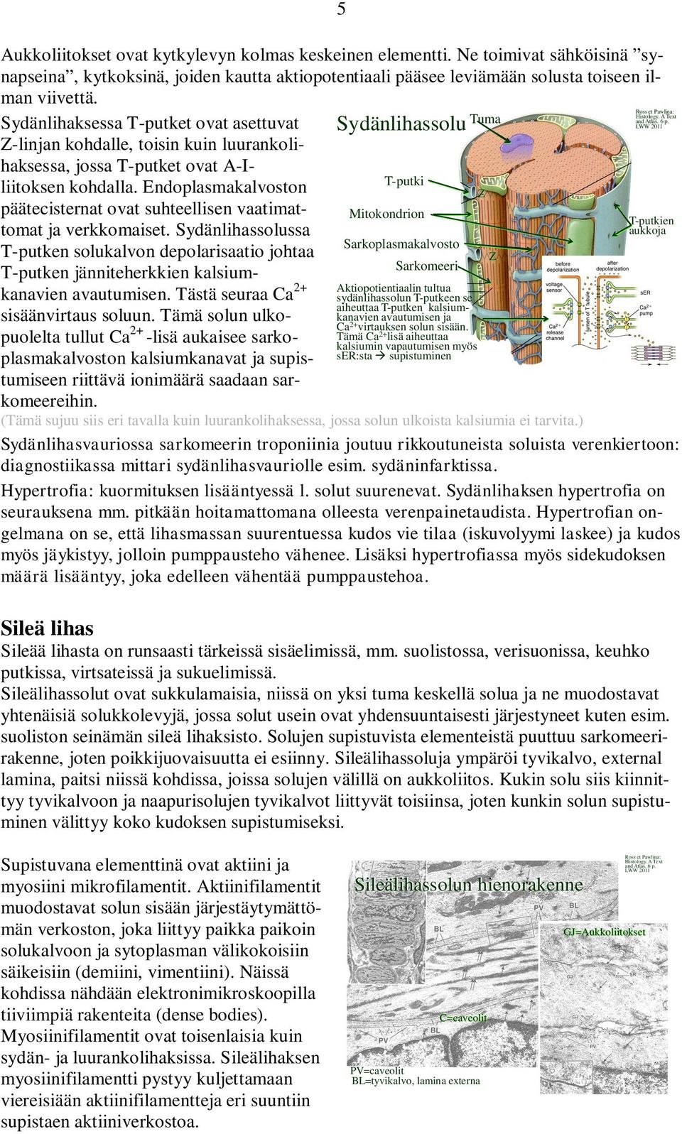 Endoplasmakalvoston päätecisternat ovat suhteellisen vaatimattomat ja verkkomaiset. Sydänlihassolussa T-putken solukalvon depolarisaatio johtaa T-putken jänniteherkkien kalsiumkanavien avautumisen.