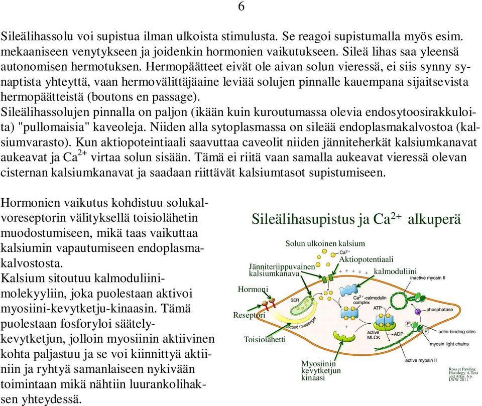 Sileälihassolujen pinnalla on paljon (ikään kuin kuroutumassa olevia endosytoosirakkuloita) "pullomaisia" kaveoleja. Niiden alla sytoplasmassa on sileää endoplasmakalvostoa (kalsiumvarasto).