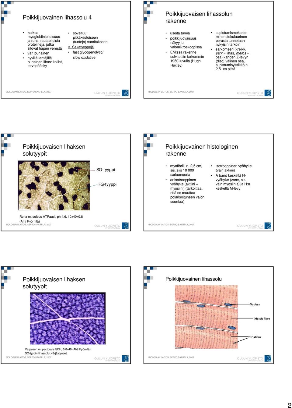 Sekatyyppejä fast glycogenolytic/ slow oxidative useita tumia poikkijuovaisuus näkyy jo valomikroskoopissa EM:ssa rakenne selvitettiin tarkemmin 1950-luvulla (Hugh Huxley) supistumismekanismin