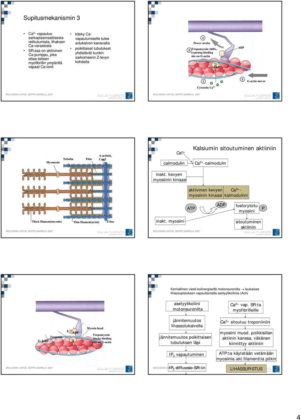 Cytosolic Ca 2+ Myomesin Nebulin Titin Α-actinin, Cap Ca 2+ calmodulin Kalsiumin sitoutuminen aktiiniin Ca 2+ -calmodulin inakt.