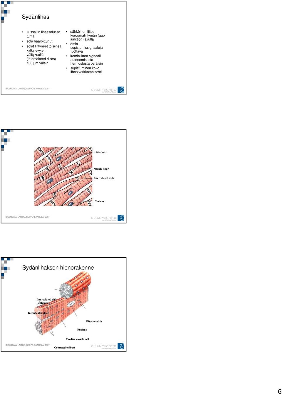 signaali autonomisesta hermostosta peräisin supistuminen koko lihas verkkomaisesti Striations Muscle fiber Intercalated