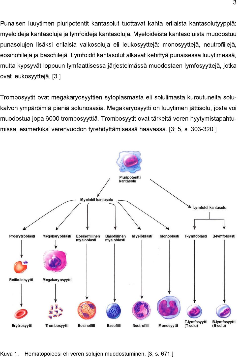 Lymfoidit kantasolut alkavat kehittyä punaisessa luuytimessä, mutta kypsyvät loppuun lymfaattisessa järjestelmässä muodostaen lymfosyyttejä, jotka ovat leukosyyttejä. [3.