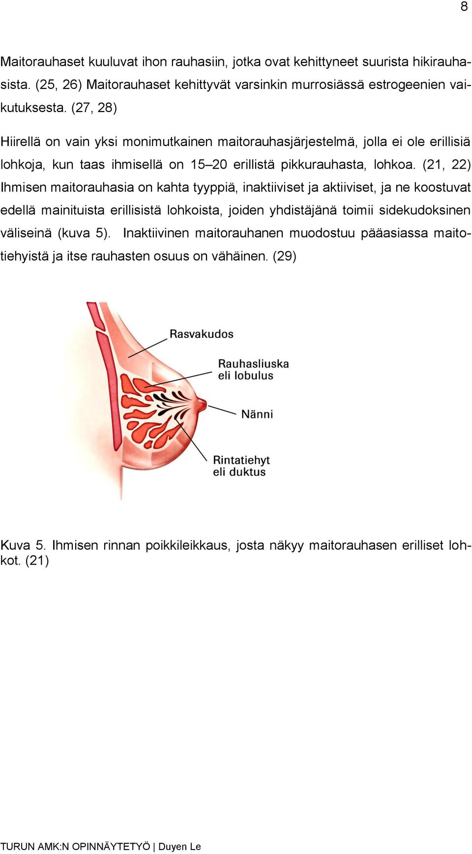 (21, 22) Ihmisen maitorauhasia on kahta tyyppiä, inaktiiviset ja aktiiviset, ja ne koostuvat edellä mainituista erillisistä lohkoista, joiden yhdistäjänä toimii sidekudoksinen