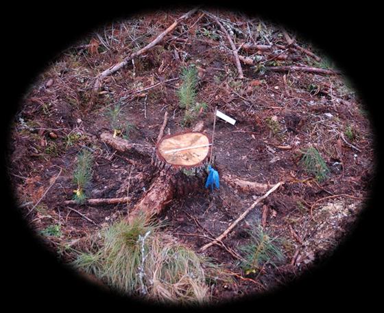 solukkolisäysmenetelmän kehittäminen III) Solukkolisäyksen mahdollisuudet männyn sienikestävyyden