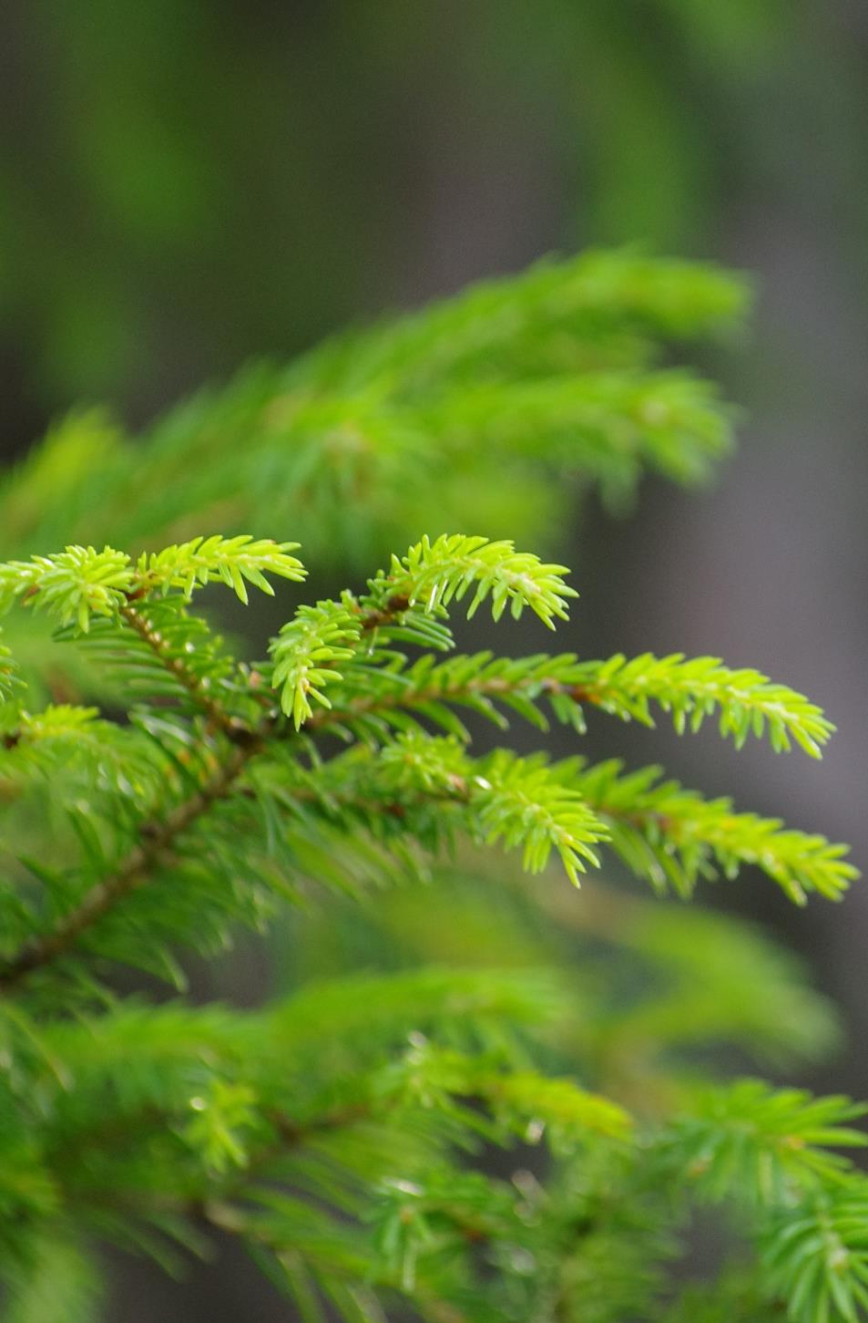 Ammattilaisen verkkosovellus metsäsuunnitteluun,