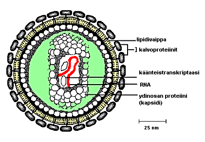 15 KUVIO 3. Retroviruksen rakenne (Heino & Vuento 2007.) Käänteistranskriptaaseilla on kaksi aktiivisuutta, DNA polymeraasi aktiivisuus ja RNase H aktiivisuus.