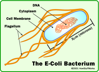 21 KUVIO 6. E. coli (Marler 2009.) E.