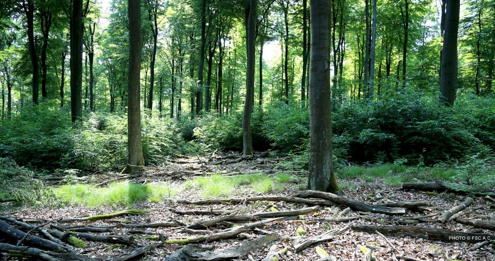 hehtaaria Vuotuinen metsäkato maailmalla Vrt. Suomen metsät n. 20 milj.