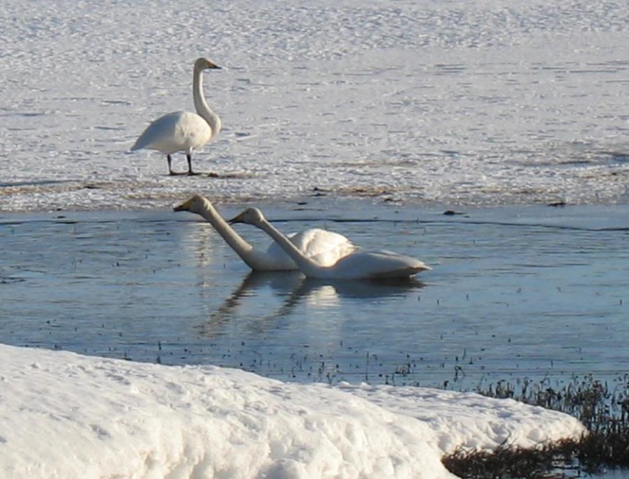 Kevätmuuton lintubongausretki Arvosjoelle Arvosjoki on erittäin tärkeä lintujen kevätmuuton kokoontumisalue, jossa Sinulla on mahdollisuus nähdä useita eri lintulajeja sillä monet Jäämeren,