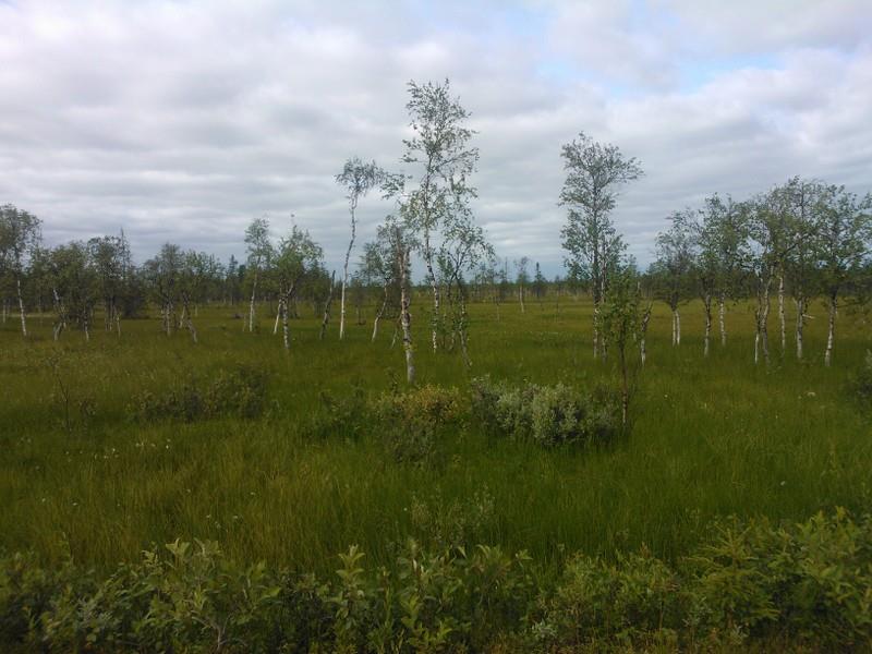 Metsähanhi, Joutsen, Uivelo, Kalasääski, Kurki, Jänkäkurppa, Vesipääsky, Isolepinkäinen, Pikkusirkku ja Jänkäsirriäinen. Retki sopii hyvin perheille.