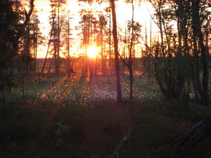 Maakotkabongaus Sokanaavalla Sokanaapa on Pelkosenniemen yksi suosituimmista lintutorneista, joka sopii myös liikuntarajotteiselle. Tällä hienolla aapasuolla voit nähdä mm.