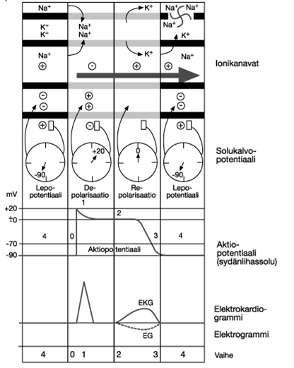 8 2.3 Aktiopotentiaali Sydänlihaksen aktivoituessa solukalvon lepojännite häviää. Jännite palautuu aktivaation päätyttyä. Aktivaatioon liittyvää kalvojännitteen muutosta kutsutaan aktiopotentiaaliksi.