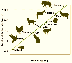 Eläimen koko vs. aineenvaihduntataso log-asteikko Eläimen koko vs. aineenvaihduntataso Allometria!