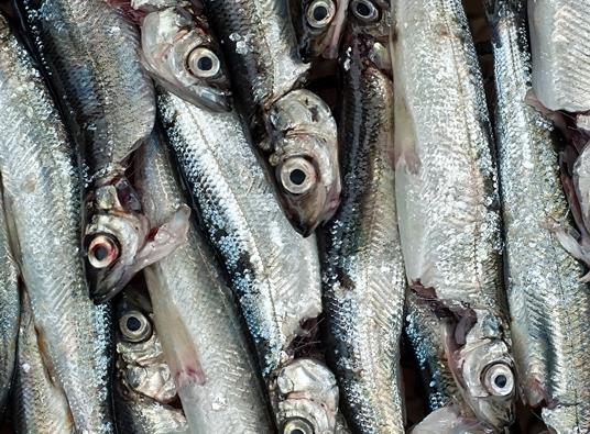 Kuva: Olli Toivonen / WWF Ammattikalastuksen