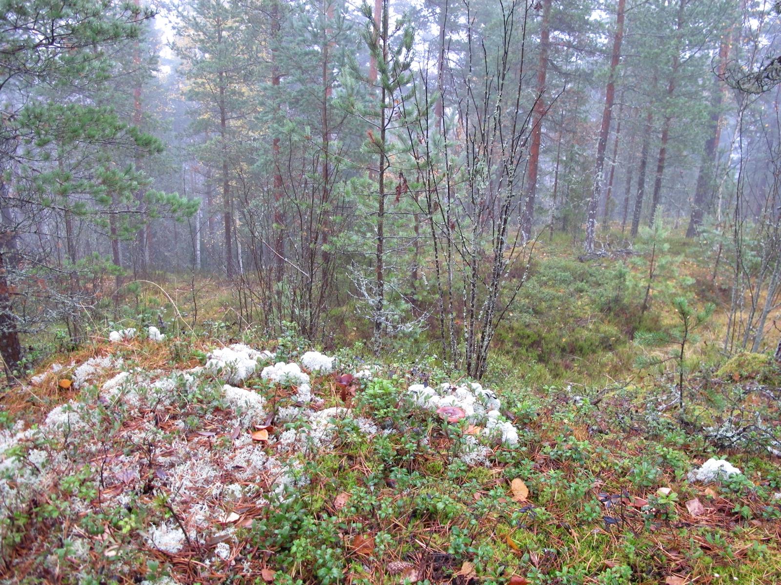 Kävelijä nousee mäelle jyrkänteen loivimmasta