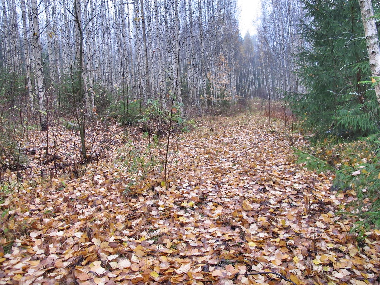 GPS:n kartta väittää tätä tieksi.