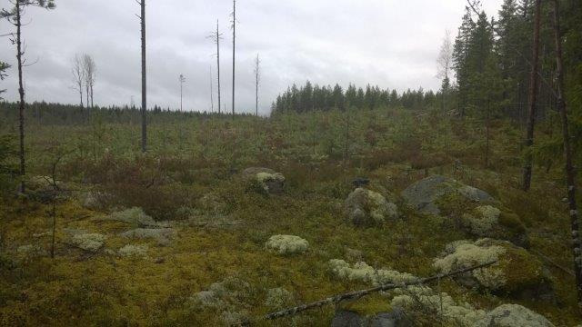 Maasto on suurimmaksi osaksi moreenipeitteistä ja korkeuserot ovat paikoitellen melko suuria, kuten kaavan pohjakartasta voidaan havaita.