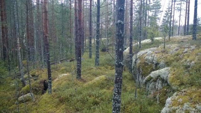 3 LÄHTÖKOHDAT 3.1 Selvitys suunnittelualueen oloista 3.1.1 Alueen yleiskuvaus Kaavamuutosalue muodostuu pääosin Kallioniemen pohjoisosan itäisistä osista Savitaipaleen kunnan Lyytikkälän kylässä Kuolimon Mustalahdenselän itäosassa.