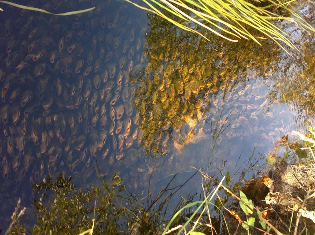 Yksi raakku suodattaa n. 50 l. vettä/ vrk => raakku on biologinen puhdistamo!