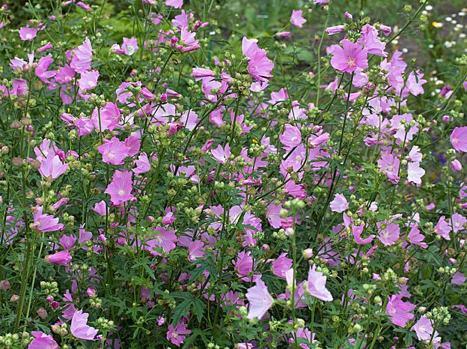 Malva alcea ruusumalva rosenmalva 80-100 cm heinä-syyskuu ruusunpunainen