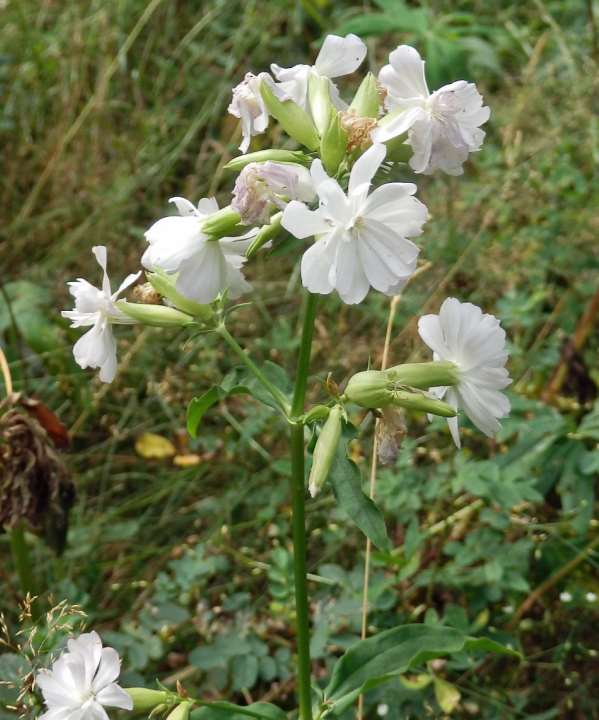 Saponaria officinalis rohtosuopayrtti såpnejlika 30-90 cm heinä-elokuu valk., vpun., yksinkert.