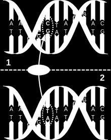 1.5 SNP-testit Y-DNA testin jälkeen voi pyytää laboratoriota tekemään samasta näytteestä SNP-testejä ( Singlenucleotide polymorphism), jonka avulla voi selvittää, mihin haplopuun haaraan kuuluu.
