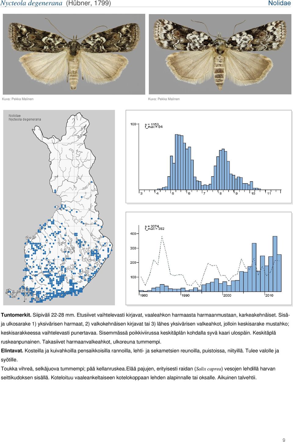 Sisemmässä poikkiviirussa keskitäplän kohdalla syvä kaari ulospäin. Keskitäplä ruskeanpunainen. Takasiivet harmaanvalkeahkot, ulkoreuna tummempi. Elintavat.