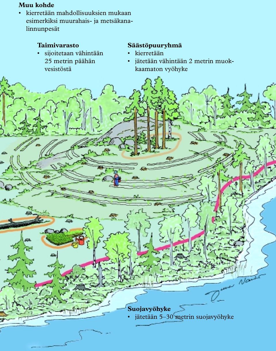 vesistöstä Säästöpuuryhmä kierretään jätetään vähintään 2 metrin muokkaamaton