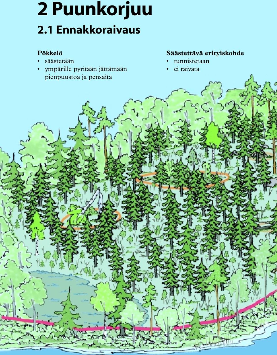 pyritään jättämään pienpuustoa ja pensaita