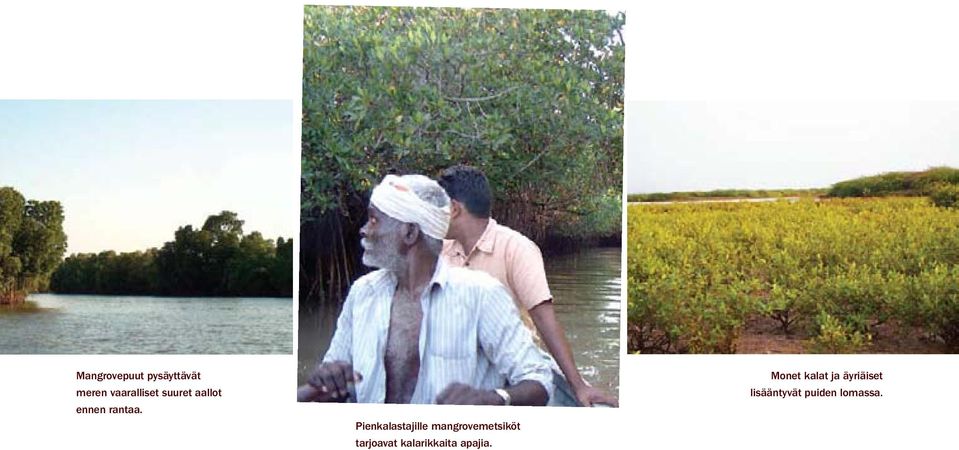Pienkalastajille mangrovemetsiköt tarjoavat