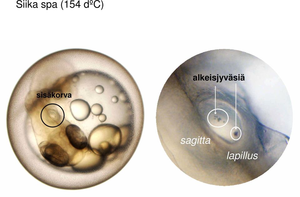 alkeisjyväsiä