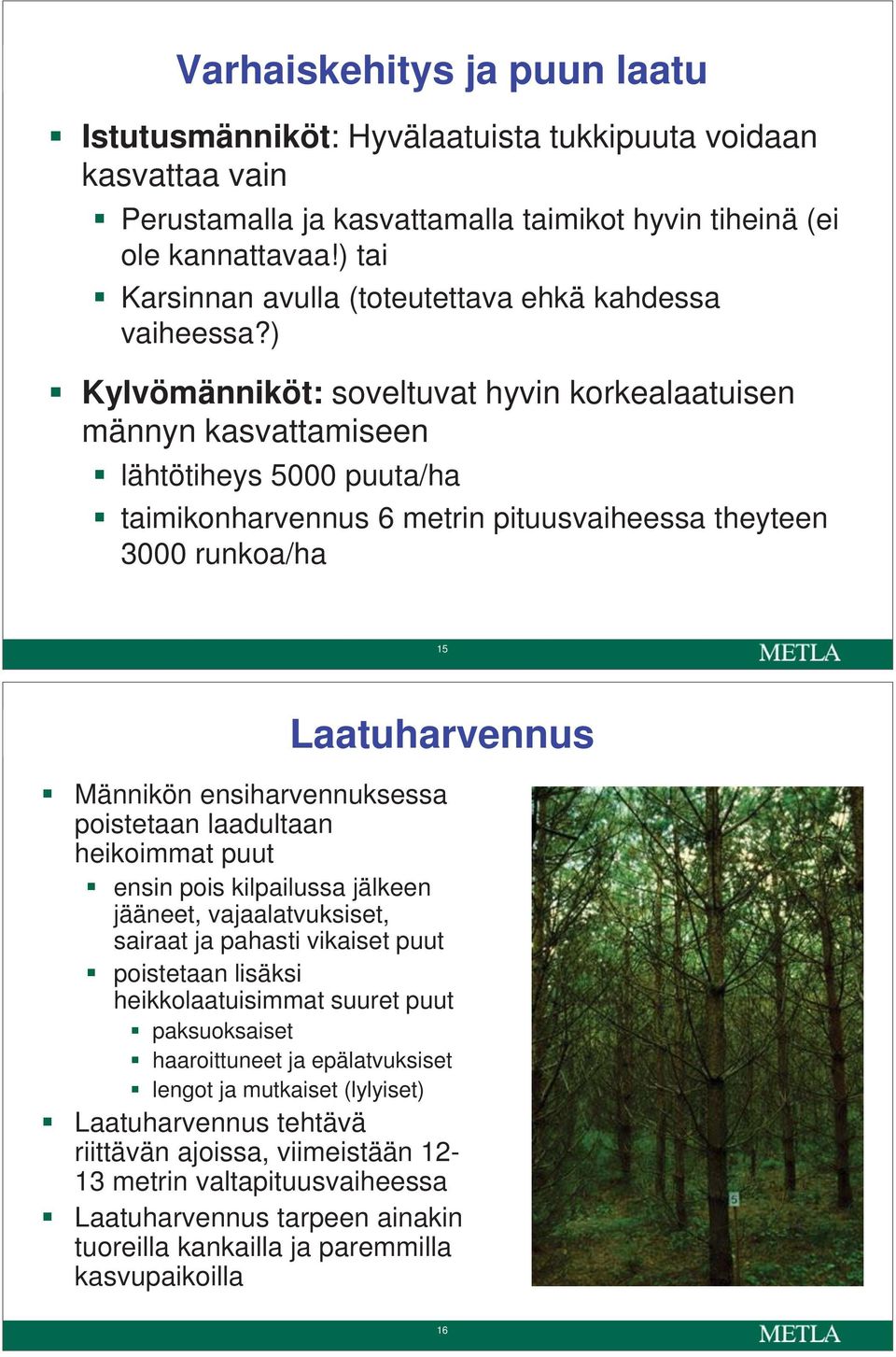 ) Kylvömänniköt: soveltuvat hyvin korkealaatuisen männyn kasvattamiseen lähtötiheys 5000 puuta/ha taimikonharvennus 6 metrin pituusvaiheessa theyteen 3000 runkoa/ha 15 Laatuharvennus Männikön