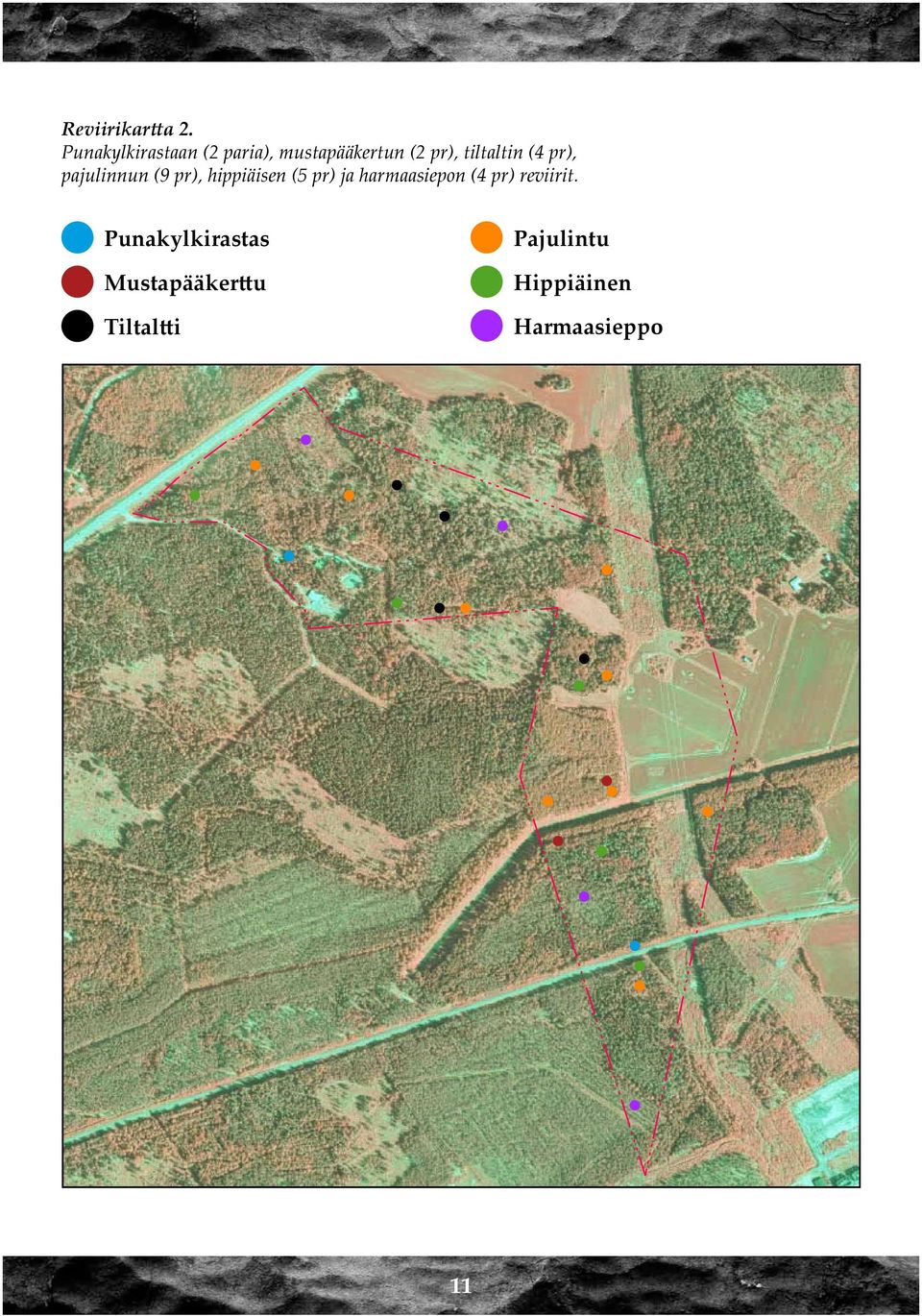 (4 pr), pajulinnun (9 pr), hippiäisen (5 pr) ja harmaasiepon