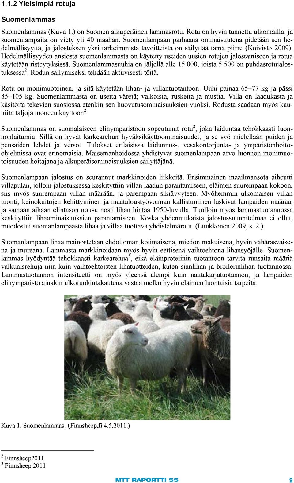 Hedelmällisyyden ansiosta suomenlammasta on käytetty useiden uusien rotujen jalostamiseen ja rotua käytetään risteytyksissä.