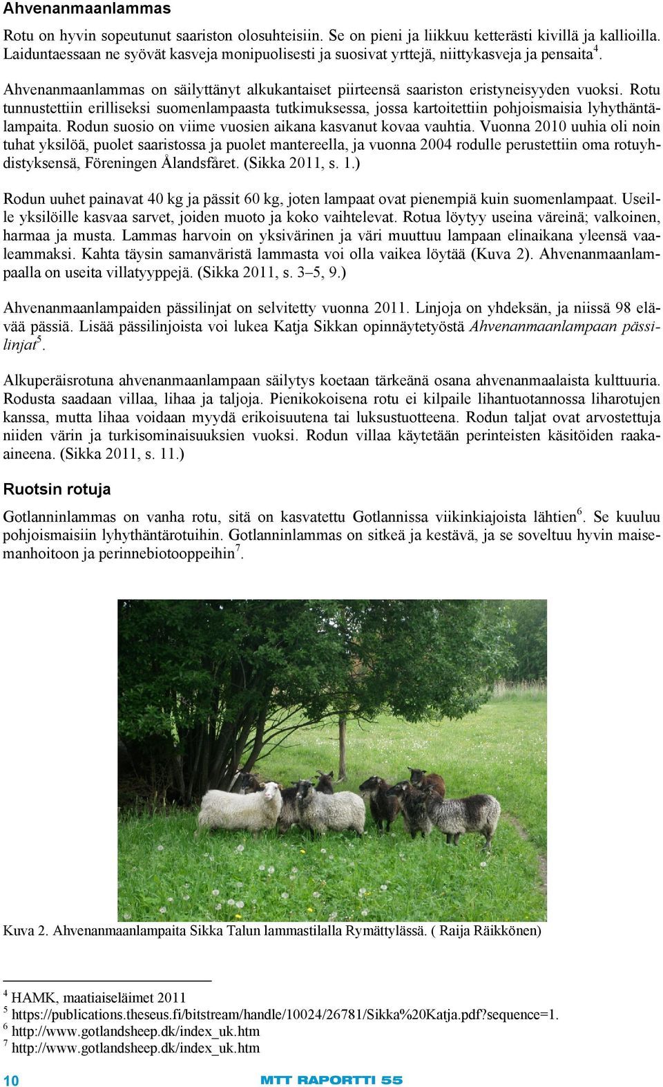 Rotu tunnustettiin erilliseksi suomenlampaasta tutkimuksessa, jossa kartoitettiin pohjoismaisia lyhythäntälampaita. Rodun suosio on viime vuosien aikana kasvanut kovaa vauhtia.