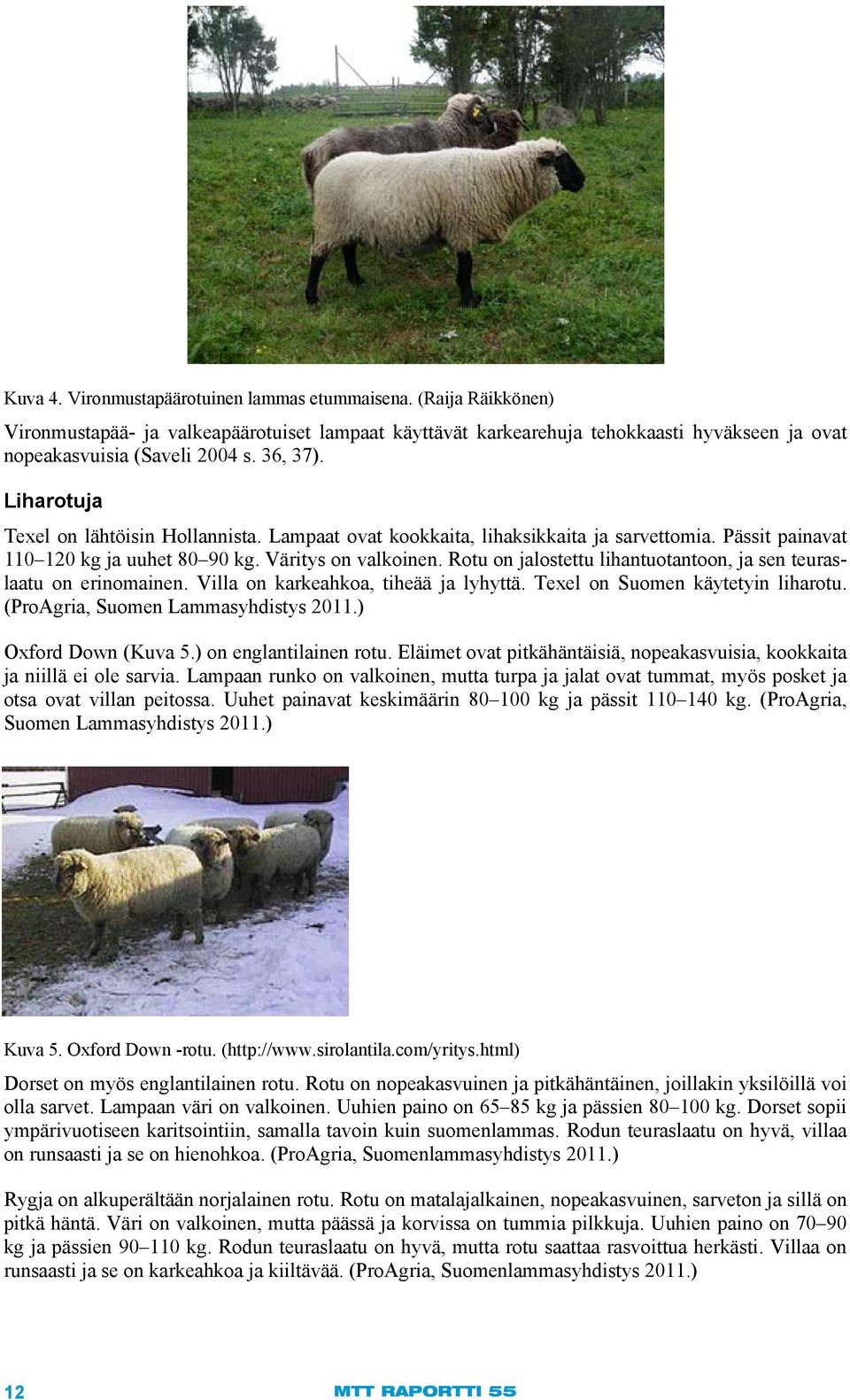 Rotu on jalostettu lihantuotantoon, ja sen teuraslaatu on erinomainen. Villa on karkeahkoa, tiheää ja lyhyttä. Texel on Suomen käytetyin liharotu. (ProAgria, Suomen Lammasyhdistys 2011.