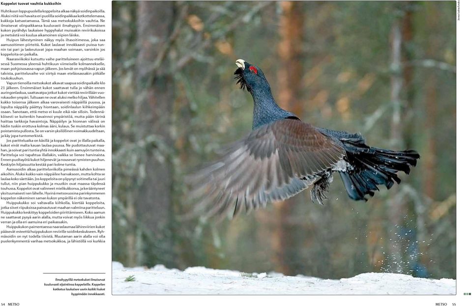 Ensimmäisen kukon pyrähdys laukaisee hyppyhalut muissakin reviirikukoissa ja metsästä voi kuulua aikamoinen siipien läiske.