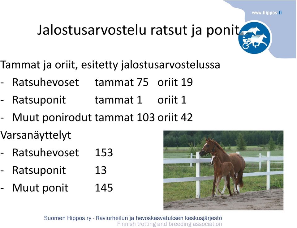 19 Ratsuponit tammat 1 oriit 1 Muut ponirodut tammat 103