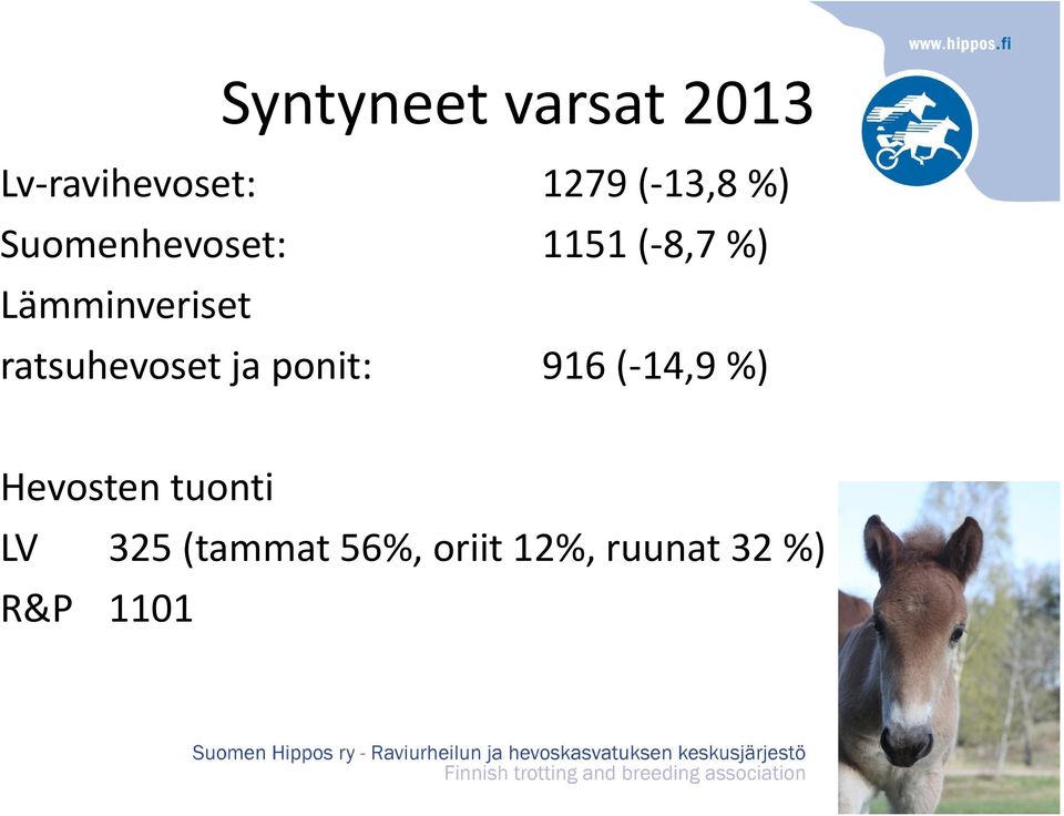 ratsuhevoset ja ponit: 916 ( 14,9 %) Hevosten