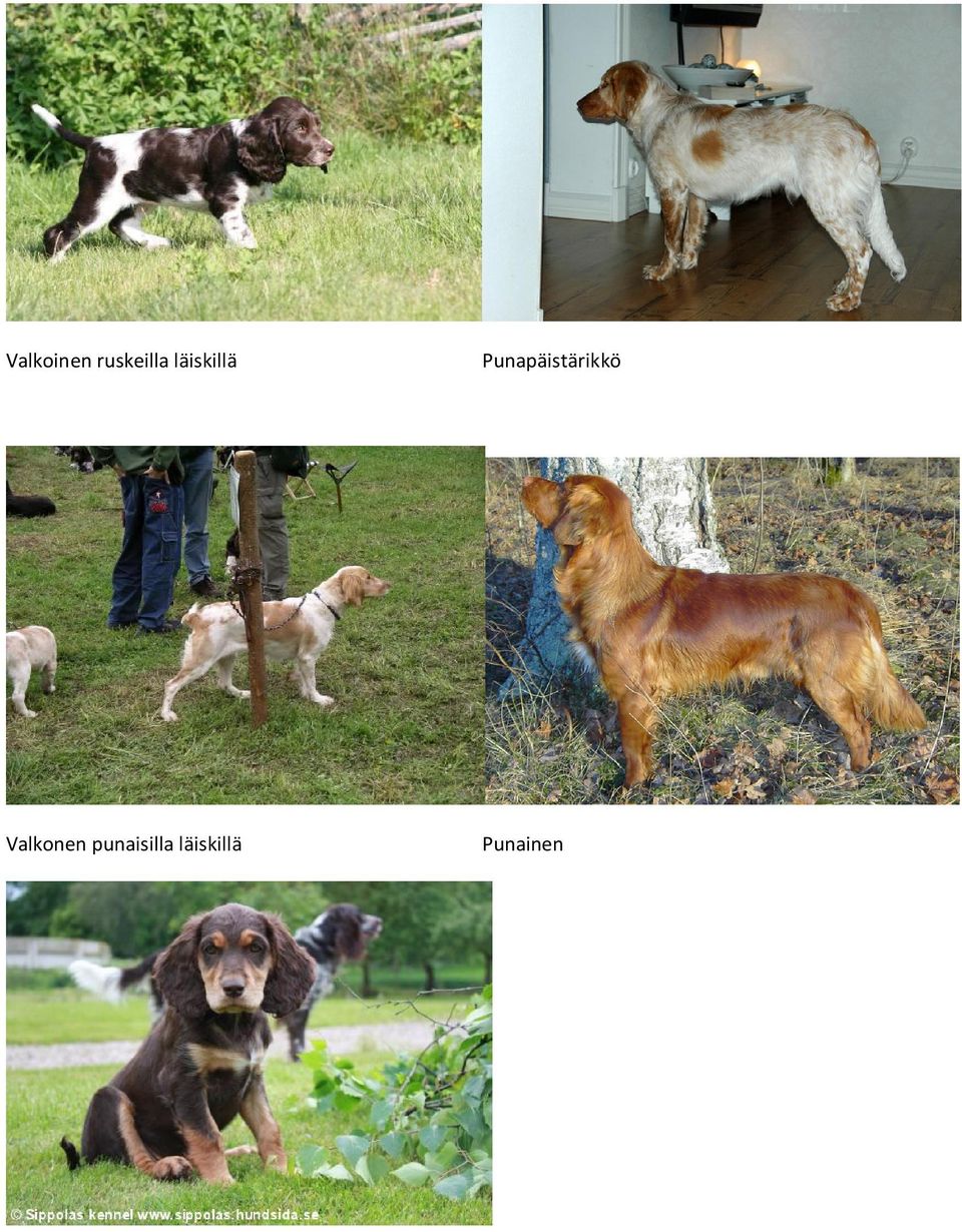 Punapäistärikkö
