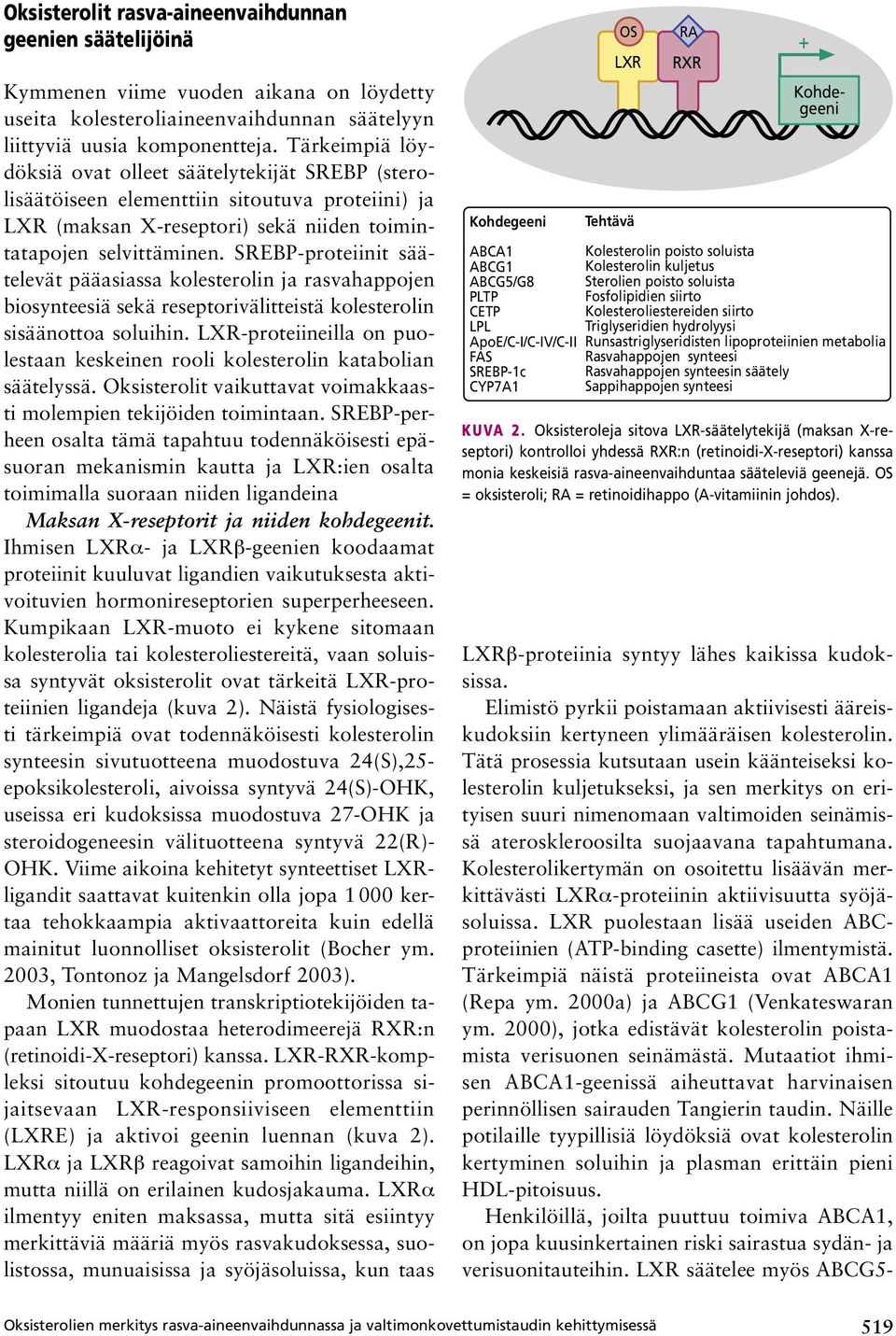 SREBP-proteiinit säätelevät pääasiassa kolesterolin ja rasvahappojen biosynteesiä sekä reseptorivälitteistä kolesterolin sisäänottoa soluihin.