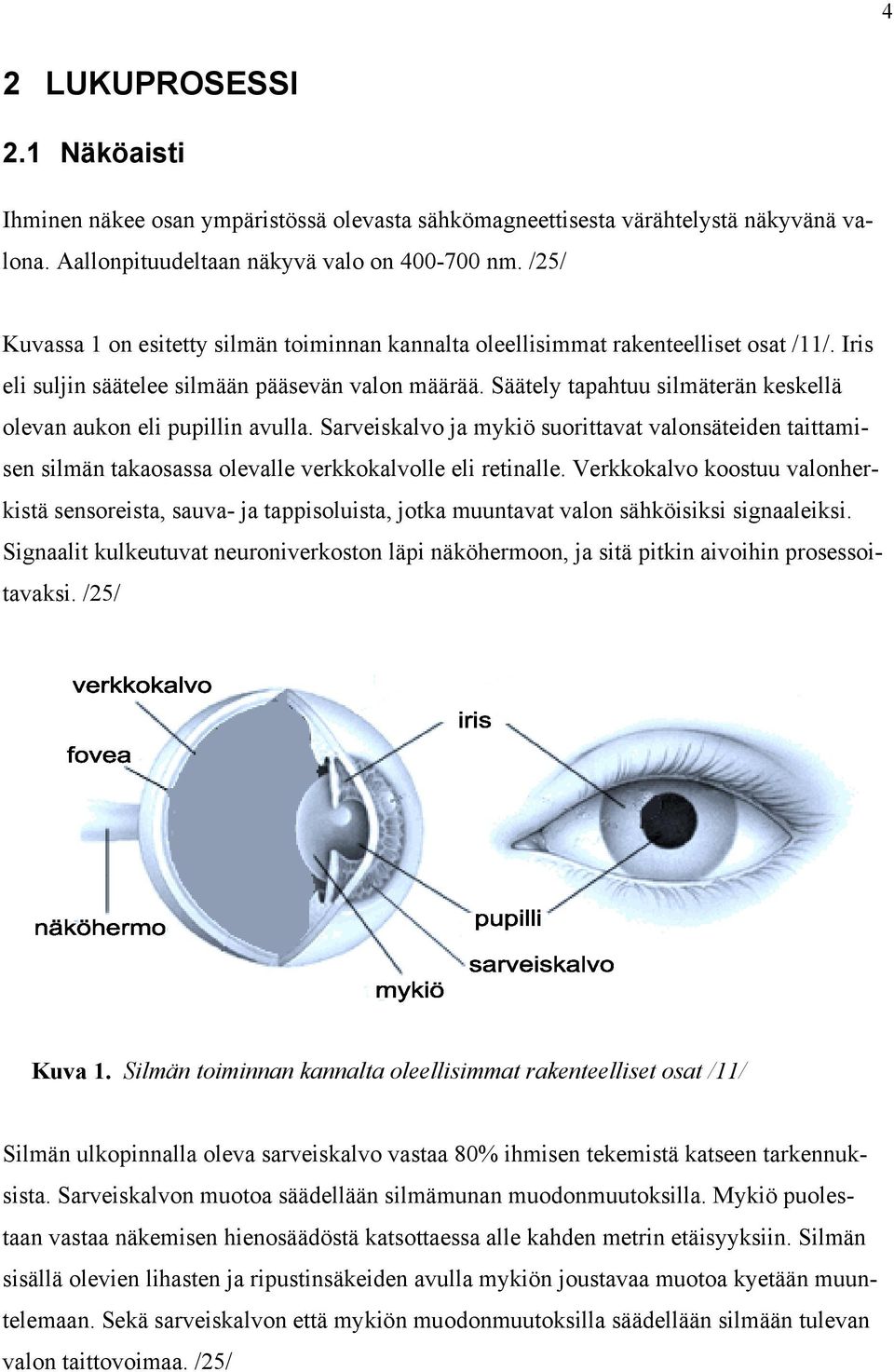 Säätely tapahtuu silmäterän keskellä olevan aukon eli pupillin avulla. Sarveiskalvo ja mykiö suorittavat valonsäteiden taittamisen silmän takaosassa olevalle verkkokalvolle eli retinalle.