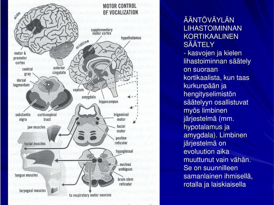 osallistuvat myös limbinen järjestelmä (mm. hypotalamus ja amygdala).