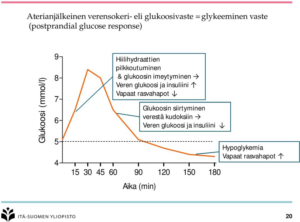 imeytyminen Veren glukoosi ja insuliini Vapaat rasvahapot 15 30 45 60 90 120 150 180 Aika