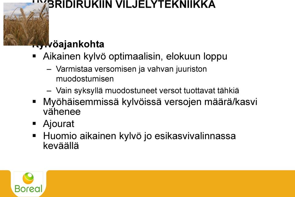 syksyllä muodostuneet versot tuottavat tähkiä Myöhäisemmissä kylvöissä