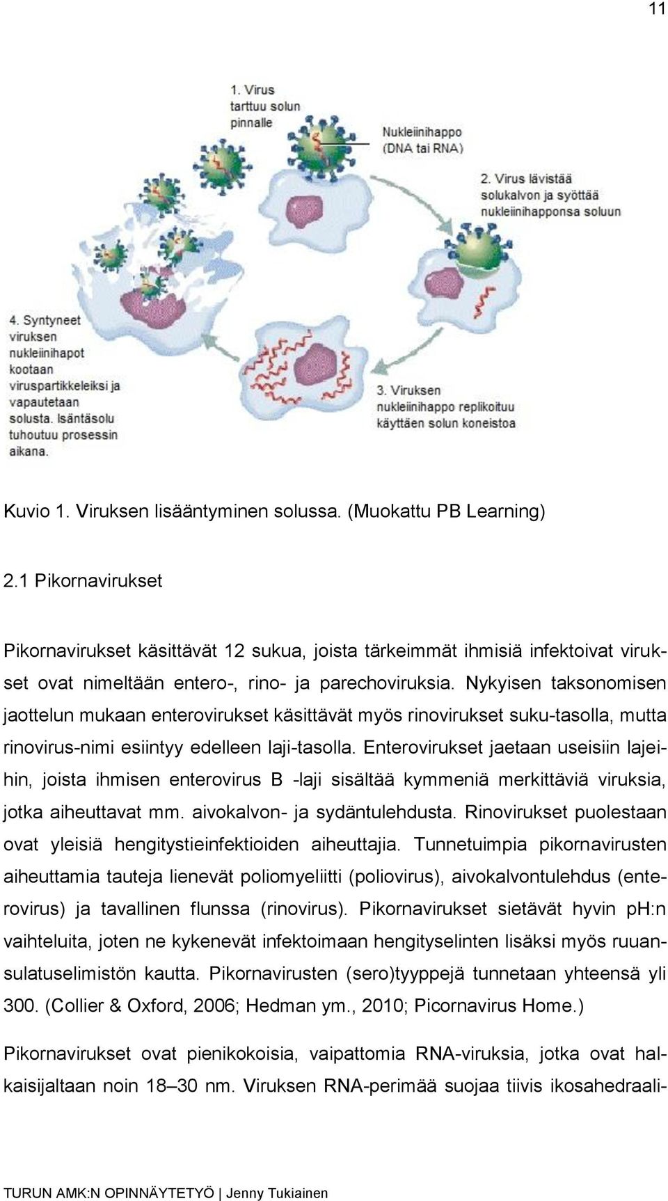 Nykyisen taksonomisen jaottelun mukaan enterovirukset käsittävät myös rinovirukset suku-tasolla, mutta rinovirus-nimi esiintyy edelleen laji-tasolla.